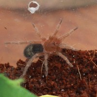 Grammostola pulchripes sling