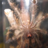 P. Subfusca Lowland Male or Female?