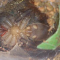 Poecilotheria Fasciata