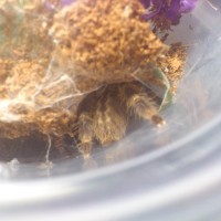 Poecilotheria Fasciata