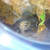 Poecilotheria Fasciata