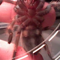 B. Smithi