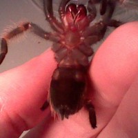 B. Smithi