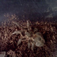 Janie (Dwarf Tarantula)