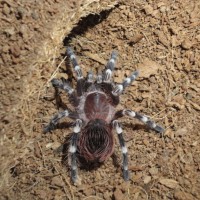 Acanthoscurria Geniculata