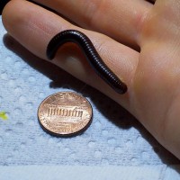 6 month old baby flameleg millipede