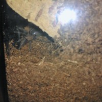 Brachypelma albopilosum