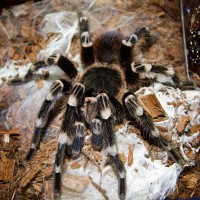 Acanthoscurria geniculata