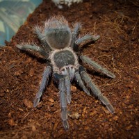 Lasiodora parahybana