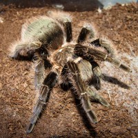 Brachypelma albopilosum