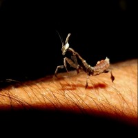 Ghost mantis macro!