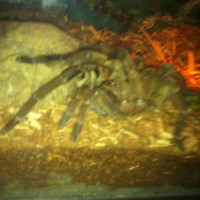 my theraphosa blondi