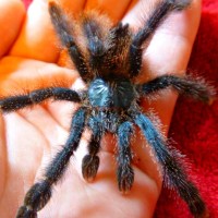 A. Avicularia