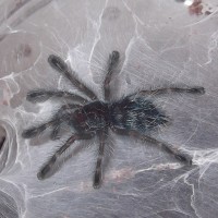 A. versicolor