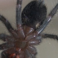 G. pulchra M or F?