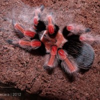 Brachypelma boehmei