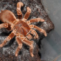 P. muticus