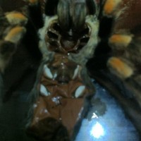 B.Smithi