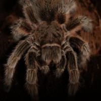 Grammostola Rosea