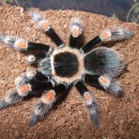 B.smithi