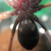 Brachypelma boehmei