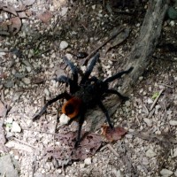 Unknown Yucatan Tarantula