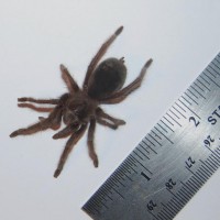 grammostola somethingsomething?