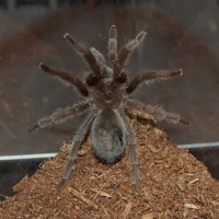 grammostola somethingsomething?