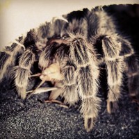 Grammostola Rosea