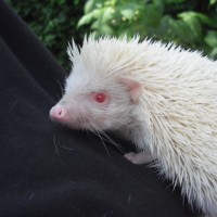 my little hedgehog