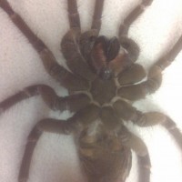 Theraphosa sp?