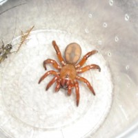 Trap Door Spider