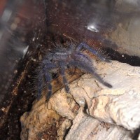 P metallica