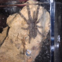 P regalis