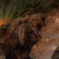 Shelob