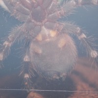 Acanthoscurria Geniculata