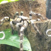 P. regalis