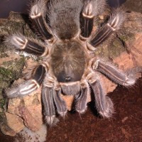 Aphonopelma Seemanni??????