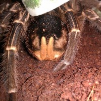 Aphonopelma Seemanni??????