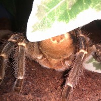 Aphonopelma Seemanni??????