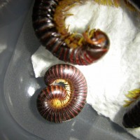 Young millipede with mites