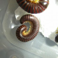 Young millipede with mites 2