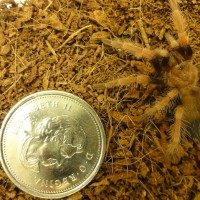 B. smithi or B. boehmei