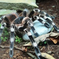 A. Geniculata F