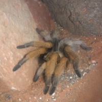 Sedona-area Aphonopelma