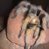 Sedona-area Aphonopelma  Photo #2