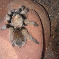 Sedona-area Aphonopelma  Photo #3