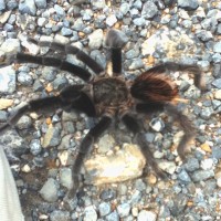 ID for Guatemalan tarantula?