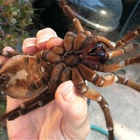 Theraphosa stirmi Juvenile #2 of 2