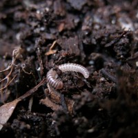 Ebony millipede baby